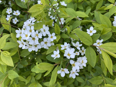 珍珠绣线菊