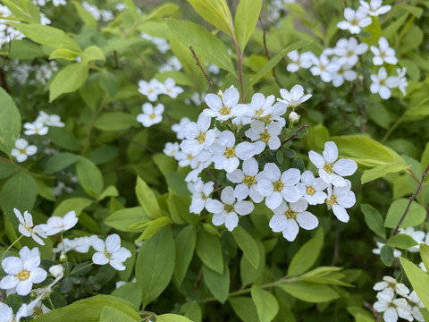 珍珠绣线菊