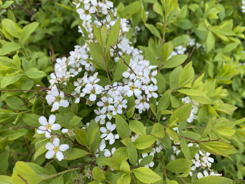 珍珠绣线菊