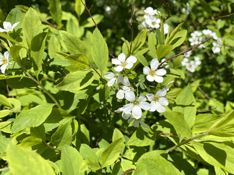 珍珠绣线菊