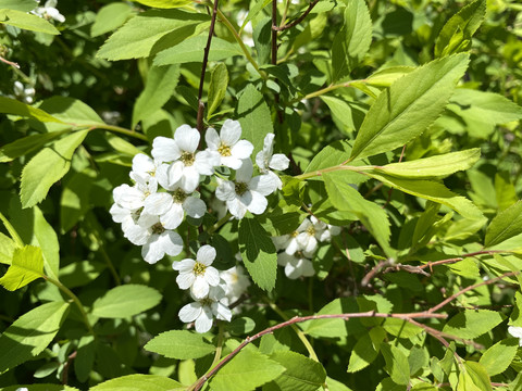 珍珠绣线菊