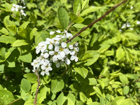 珍珠绣线菊