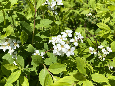 珍珠绣线菊