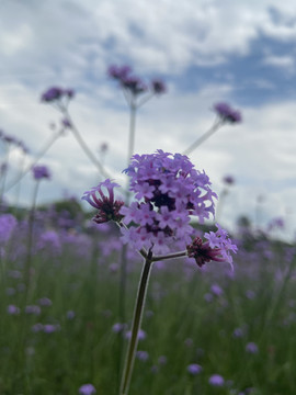 马鞭花