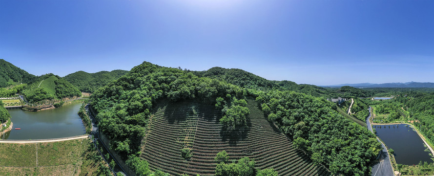 绿水青山茶田茶园宽幅大图