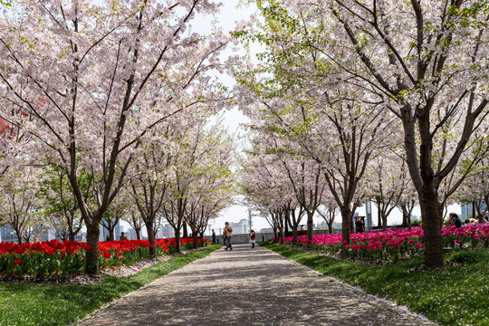 樱花树