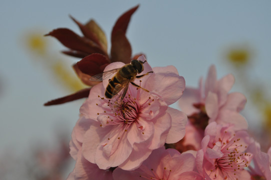 蜜蜂采蜜