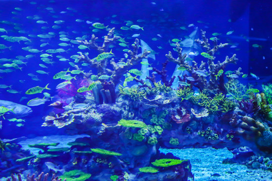 海洋公园鱼群珊瑚