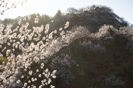 长城花季