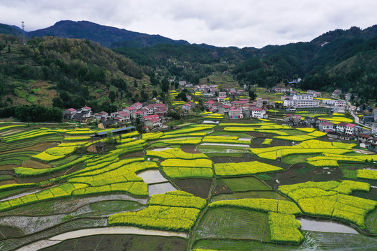 安康油菜花