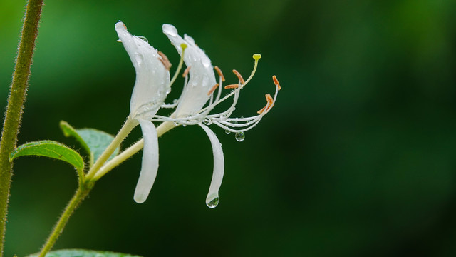 金银花与水珠