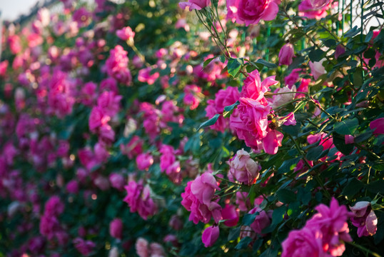 月季花墙