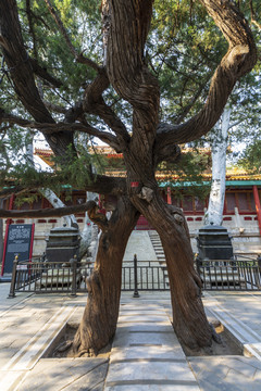 北京故宫御花园连理枝