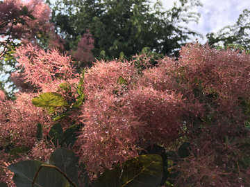 粉红色 黄栌 开花