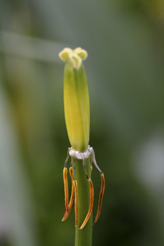 郁金香残花