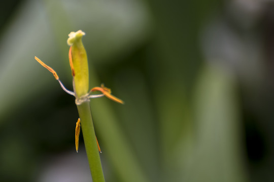 郁金香残花