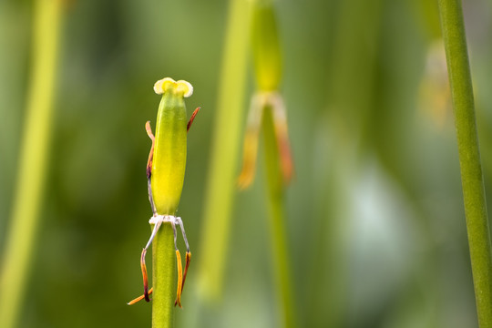 郁金香残花