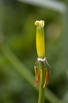 郁金香残花