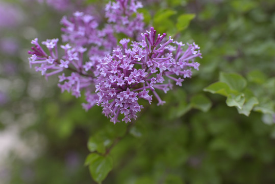 小丁香花