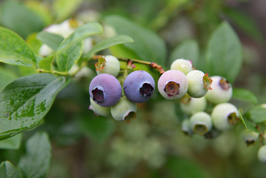 蓝莓园蓝莓果