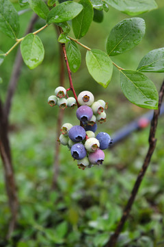 蓝莓园蓝莓果