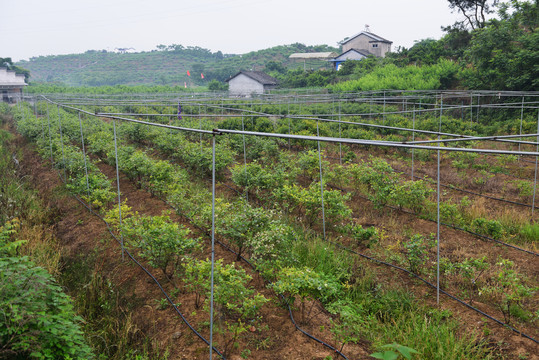 蓝莓园蓝莓果