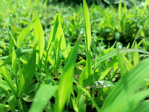 青草地