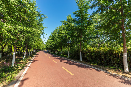 公园道路