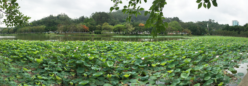 鳄湖荷花全景