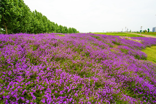 花海