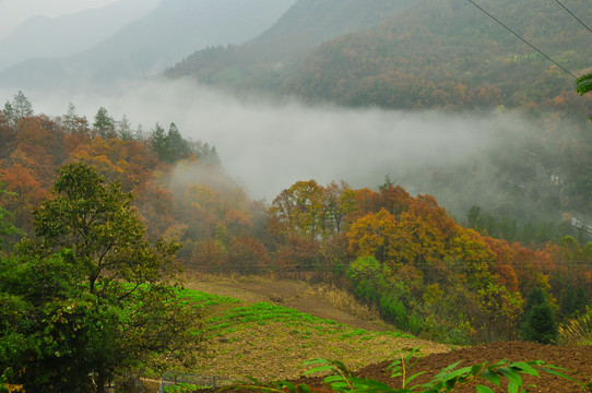 巫山巫溪OL