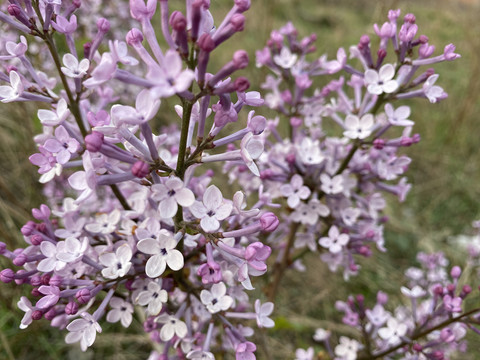 丁香花