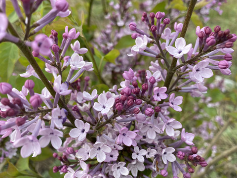 丁香花