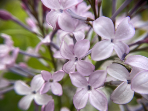 丁香花