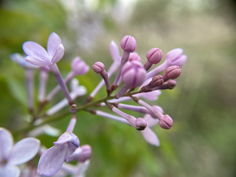 丁香花