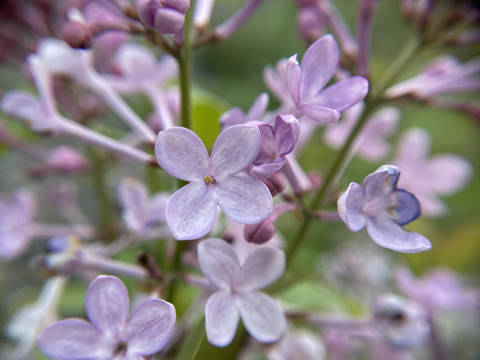 丁香花