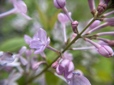 丁香花