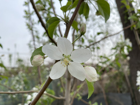 海棠花