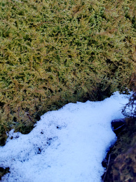 雪景