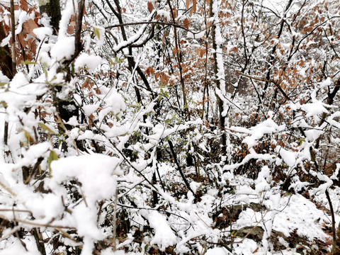 雪林