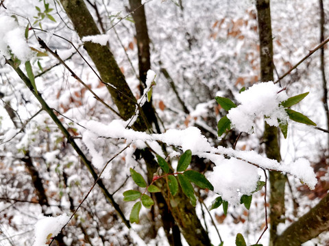 雪林