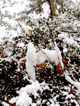 雪林