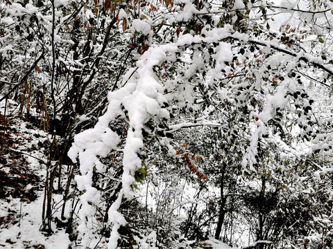 雪花