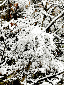 白雪