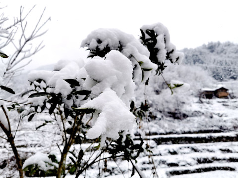 积雪