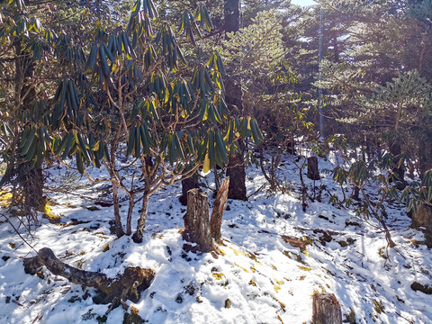 轿子雪山