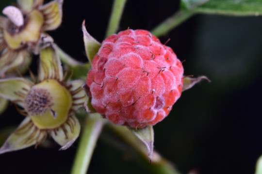 刺泡子