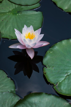 重庆大学虎溪校区池塘睡莲花盛开