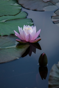 重庆大学虎溪校区池塘睡莲花盛开