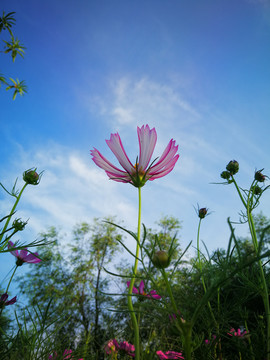 一支格桑花